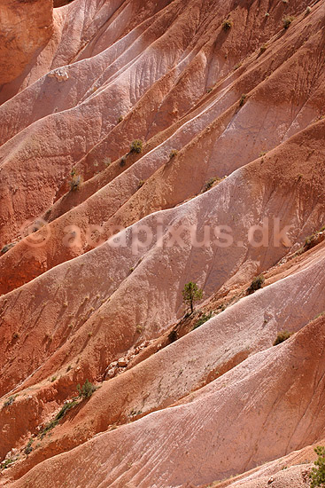 Bryce Canyon National Park. Eroderede sandstensformationer i Bryce Amphitheater i Bryce Canyon National Park; ; Bryce Canyon National Park / Wyoming; USA; Nord Amerika; ; Bjerge, nationalparker, floder, sandsten, erosion