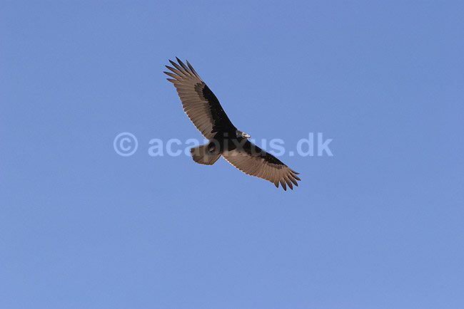 Kalkungrib. Kalkungrib flyver over Grand Canyon National Park; Cathartes aura; Grand Canyon National Park / Arizona; USA; Nord Amerika; fugle; Grib, Gribbe, Vestgribbe, Cathartidae, �rnefugle, Falconiformes, flyvning, fugle i flugten