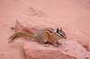 Least chipmunk Tamias minimus, Eutamias minimus Arches National Park / Utah USA North America mammals 