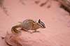 Least chipmunk Tamias minimus, Eutamias minimus Arches National Park / Utah USA North America mammals 