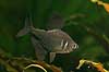 Phantomtetra Megalamphodus megalopterus    fish 