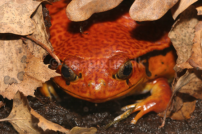 Tomatfr�. Tomatfr� i Zoologisk Have; Dyscophus antongili; ; ; ; padder; Springpadder, Anura, Padder, Amphibia