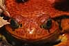  Dyscophus antongili    amphibians 