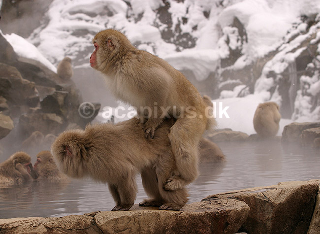 Makaker. Japanske makak aber der parrer sig ved Kanbayashi Spa onsen i Jigokudani Yaen-Koen; Macaca fuscata; Jigokidani Yaen-Koen / Yudanaka; Japan; Asien; pattedyr; Marekatte, Cercopithecidae, Primater, Primata, dyre adf�rd, badning, varme bade, renlighed, aber