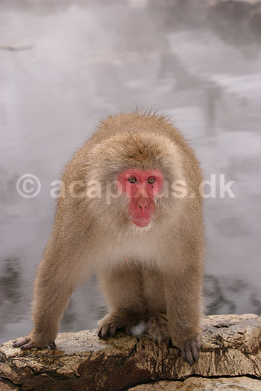 Makaker. Japansk makak abe der varmer sig i Kanbayashi Spa onsen i Jigokudani Yaen-Koen; Macaca fuscata; Jigokidani Yaen-Koen / Yudanaka; Japan; Asien; pattedyr; Marekatte, Cercopithecidae, Primater, Primata, dyre adf�rd, badning, varme bade, renlighed, aber