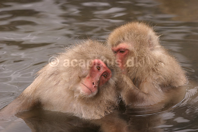 Makaker. Japanske makak aber der pusler hinandens pels i Kanbayashi Spa onsen i Jigokudani Yaen-Koen; Macaca fuscata; Jigokidani Yaen-Koen / Yudanaka; Japan; Asien; pattedyr; Marekatte, Cercopithecidae, Primater, Primata, dyre adf�rd, badning, varme bade, renlighed, aber