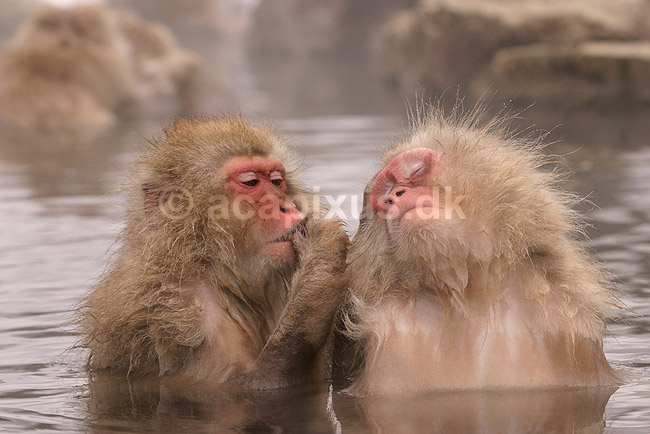Makaker. Japanske makak aber der pusler hinandens pels i Kanbayashi Spa onsen i Jigokudani Yaen-Koen; Macaca fuscata; Jigokidani Yaen-Koen / Yudanaka; Japan; Asien; pattedyr; Marekatte, Cercopithecidae, Primater, Primata, dyre adf�rd, badning, varme bade, renlighed, aber