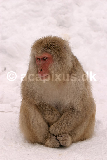 Makaker. Japanske makak abesidder i sneen ved Kanbayashi Spa onsen i Jigokudani Yaen-Koen; Macaca fuscata; Jigokidani Yaen-Koen / Yudanaka; Japan; Asien; pattedyr; Marekatte, Cercopithecidae, Primater, Primata, dyre adf�rd, badning, varme bade, renlighed, aber