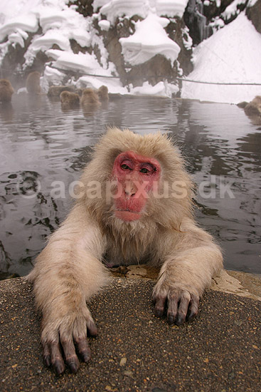 Makaker. Japansk makak abe der varmer sig i Kanbayashi Spa onsen i Jigokudani Yaen-Koen; Macaca fuscata; Jigokidani Yaen-Koen / Yudanaka; Japan; Asien; pattedyr; Marekatte, Cercopithecidae, Primater, Primata, dyre adf�rd, badning, varme bade, renlighed, aber