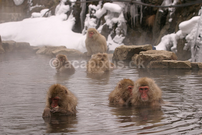 Makaker. Japanske makak aber der pusler hinandens pels i det lune vand i Kanbayashi Spa onsen i Jigokudani Yaen-Koen; Macaca fuscata; Jigokidani Yaen-Koen / Yudanaka; Japan; Asien; pattedyr; Marekatte, Cercopithecidae, Primater, Primata, dyre adf�rd, badning, varme bade, renlighed, aber