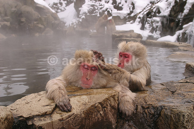 Makaker. Japanske makak aber der pusler hinandens pels i det lune vand i Kanbayashi Spa onsen i Jigokudani Yaen-Koen; Macaca fuscata; Jigokidani Yaen-Koen / Yudanaka; Japan; Asien; pattedyr; Marekatte, Cercopithecidae, Primater, Primata, dyre adf�rd, badning, varme bade, renlighed, aber