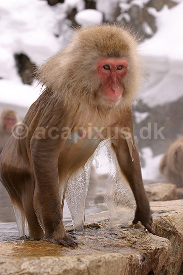Makaker. Japansk makak aber stiger op ad det varme vand ved Kanbayashi Spa onsen i Jigokudani Yaen-Koen; Macaca fuscata; Jigokidani Yaen-Koen / Yudanaka; Japan; Asien; pattedyr; Marekatte, Cercopithecidae, Primater, Primata, dyre adf�rd, badning, varme bade, renlighed, aber