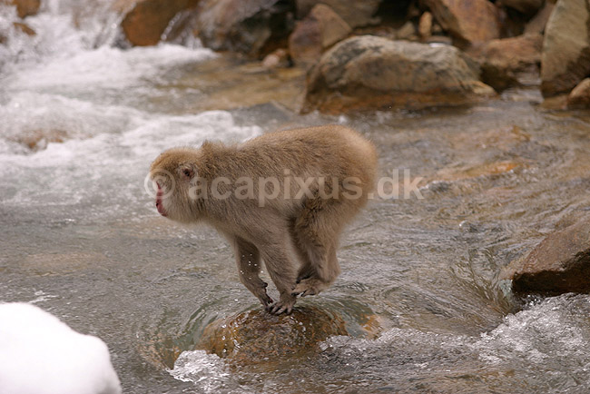 Makaker. Japansk makak abe hopper over flod ved Kanbayashi Spa onsen i Jigokudani Yaen-Koen; Macaca fuscata; Jigokidani Yaen-Koen / Yudanaka; Japan; Asien; pattedyr; Marekatte, Cercopithecidae, Primater, Primata, dyre adf�rd, badning, varme bade, renlighed, aber