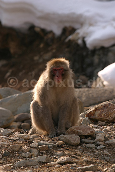 Makaker. Japansk makak abe ved Kanbayashi Spa onsen i Jigokudani Yaen-Koen; Macaca fuscata; Jigokidani Yaen-Koen / Yudanaka; Japan; Asien; pattedyr; Marekatte, Cercopithecidae, Primater, Primata, dyre adf�rd, badning, varme bade, renlighed, aber
