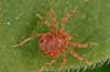  Evt Trombidium holosericeum    spiders 