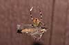  Araneus diadematus    spiders 