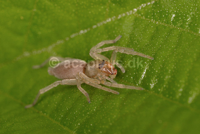 Edderkop. Edderkop tilh�rende Clubioniderne; ; ; ; ; spindlere; Edderkopper, Clubionidae , Araneidae