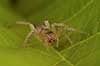      spiders 