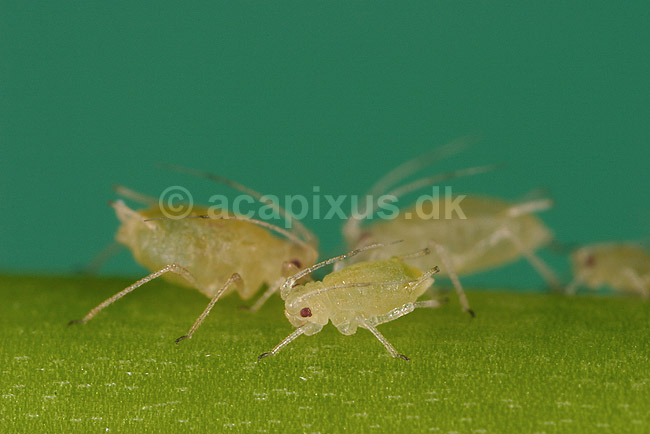 Ferskenbladlus; Myzus persicae; ; ; ; insekter; Aphidoidea, skadedyr, Homoptera