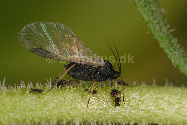 Bedebladlus. Bedebladlus med unge nympher; Aphis fabae; ; ; ; insekter; Aphidoidea, skadedyr, Homoptera, parthenogenese, parthenogenetisk forplantning