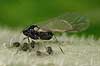  Aphis fabae    insects 