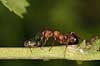  Formica rufa    insects 