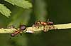  Formica rufa    insects 