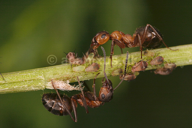 R�d Skovmyrer. R�d skovmyrer passer koloni af bladlus; Formica rufa; ; ; ; insekter; Aphidoidea, skadedyr, Homoptera, Formicidae, myrer, commensalisme, �revingede,  Hymenoptera, honningdug, symbiose