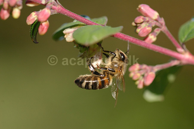 Honningbi. Honningbi samler pollen p� blomst; Apis mellifera; Tisvilde; ; ; insekter; �revingede, Hymenoptera, bier, Apidae