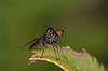      insects 