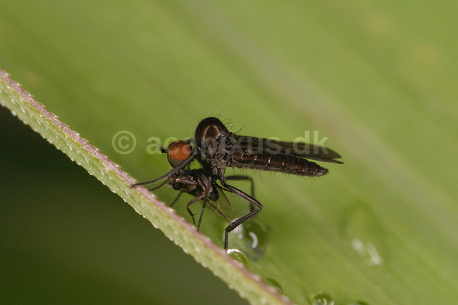 Rovflue. ; ; ; ; ; insekter; Stiletfluer, Therevidae, Fluer