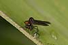      insects 