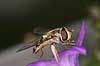  Scaeva spec.    insects 