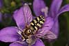  Scaeva spec.    insects 