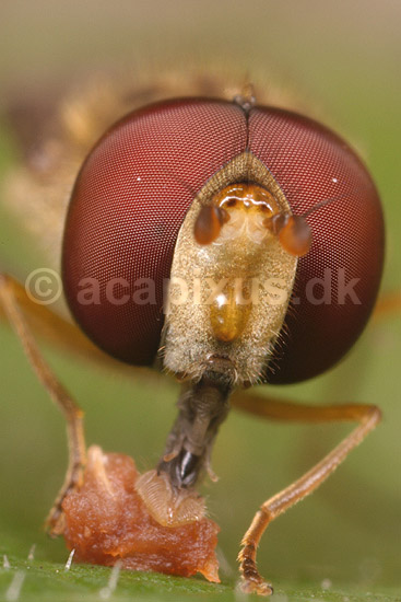 Svirreflue. Svirreflue �der affald p� blad af blommetr�; Episyrphus balteatus; Tisvilde; ; ; insekter; Svirrefluer, sv�vefluer, Syrphidae, Tovinger, Diptera, komposit�jne, insekt�je, Fluer
