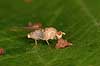   Tisvilde   insects 