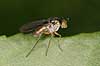  Dolichopus spec Tisvilde   insects 