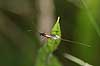  Lissonota spec. F�rup   insects 