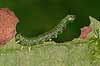   Tisvilde   insects 