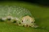   Tisvilde   insects 