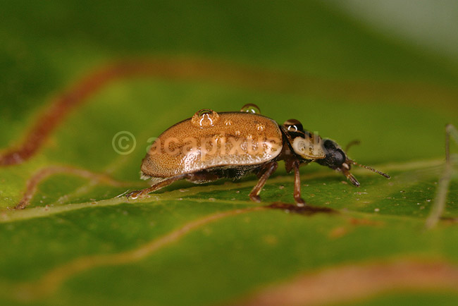 Uplettet marieh�ne. Uplettet marieh�ne med regndr�ber efter regnvejr; Aphidecta obliterata; Tisvilde; ; ; insekter; Marieh�ns, Cocconilidae, Biller, Coleoptera