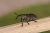  Curculio spac F�rup   insects 