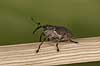  Curculio spac F�rup   insects 