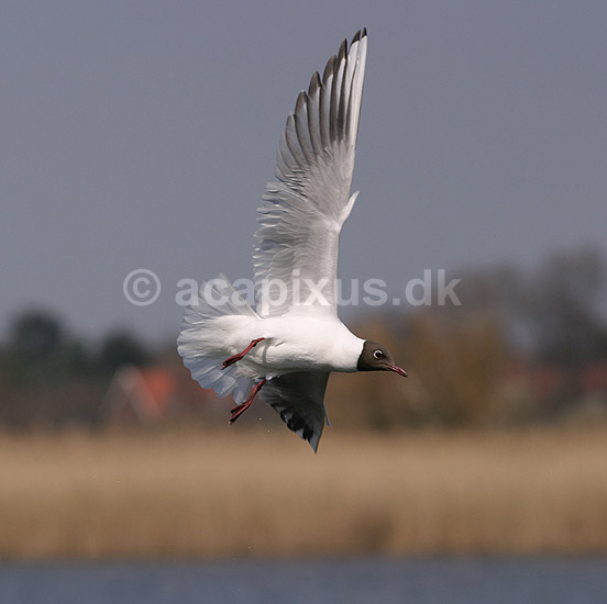 H�ttem�ge. H�ttem�ge flyver over Utterslev Mose; Larus ridibundus; Utterslev Mose; ; ; fugle; M�gefugle, Laridae, Charadriiformes, flyvning, fugleflugt, vingeslag