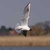 H�ttem�ge. H�ttem�ge flyver over Utterslev Mose Larus ridibundus Utterslev Mose   fugle M�gefugle, Laridae, Charadriiformes, flyvning, fugleflugt, vingeslag