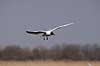 H�ttem�ge. H�ttem�ge flyver over Utterslev Mose Larus ridibundus Utterslev Mose   fugle M�gefugle, Laridae, Charadriiformes, flyvning, fugleflugt, vingeslag