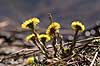 F�lfod. F�lfod i modlys ved bredden af Utterslev Mose Tussilago farfara Utterslev Mose   planter Compositae, blomster, Kurveblomst-familien, Asteraceae, R�rhannede, Asteranae