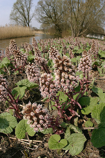 Hestehov. R�d hestehov p� bredden af Utterslev Mose; Petasites hybridus; Utterslev Mose; ; ; planter; Compositae, blomster, Kurveblomst-familien, Asteraceae, R�rhannede, Asteranae