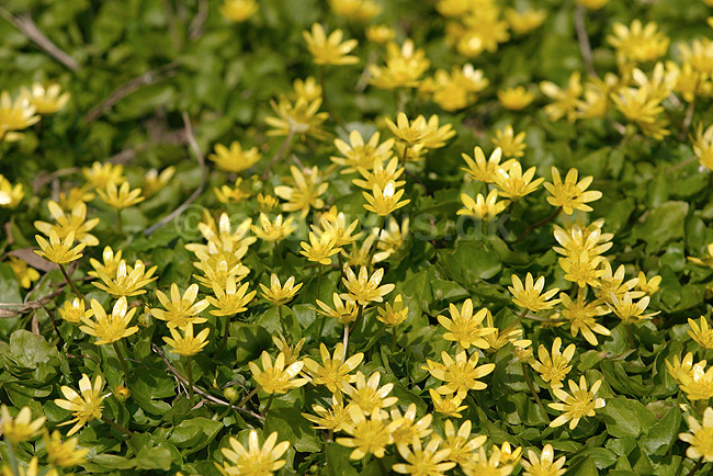 Vorterod. Almindelig vorterod ved Utterslev Mose; Ranunculus ficaria bulbifera; Utterslev Mose; ; ; planter; Ranunkel-familien, Ranunculaceae, Ranunkel-ordenen, Ranunculales, blomster