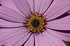 Marguerit. Kapsk margerit, Wisley Pink Osteospermum barberiae KVLs have   planter Compositae, blomster, Kurveblomst-familien, Asteraceae, R�rhannede, Asteranae